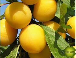 Алыча. СЛИВА РУССКАЯ "Мара" (очень неприхотлива) (саженец 2,5 года)