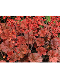 Гейхера гибридная Черри Кола