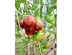 Томат Русский черный (Russian black)