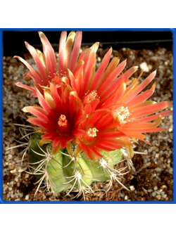 Neoporteria simulans IDD 1505