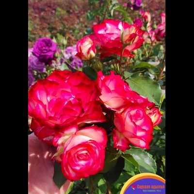 Юбилей принца Монако (Jubile Du Prince De Monaco)