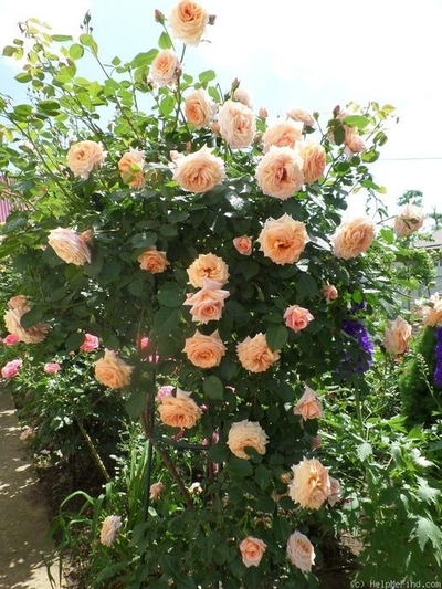 Роза Барок (Barock)