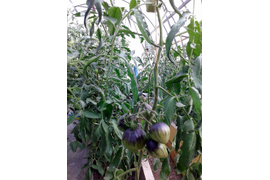 сорт Кас-21 самый ранний в этом сезоне. 
22 июня