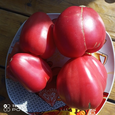 Томат Рабочий выпуск пасты (Work Release Paste)