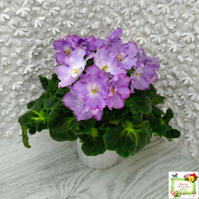 АВ-Девочка с Севера (Фиалковод) 2021 г.