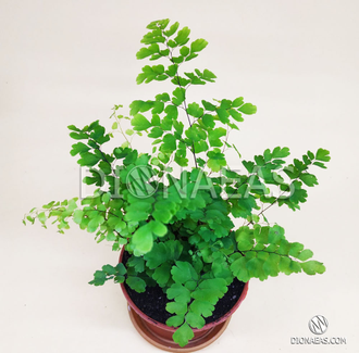 Adiantum Fritz Luthi, Адиантум Фриц Лутц, Папоротник девичий, Венерин ...