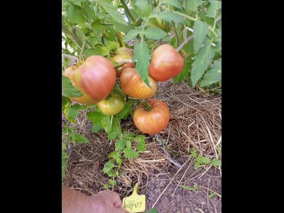 Томат Кардио