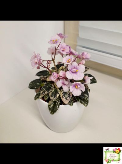 Precious Pixie (S.Sorano)