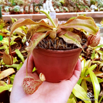 Nepenthes Hybrid Hookeriana X Coccinea - Непентес гибридный Хукериана Х Кокцинея