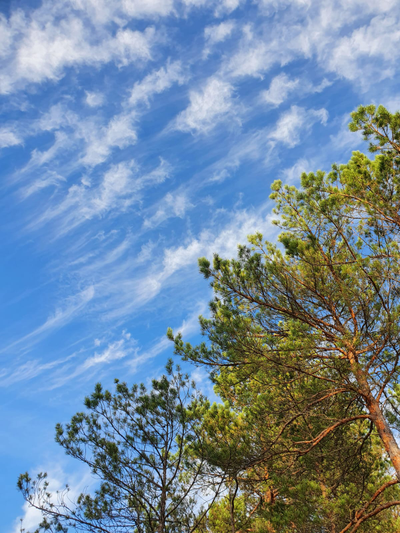 Экскурсия "Загадки Галкинских болот"