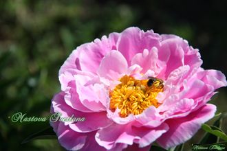Paeonia Martha