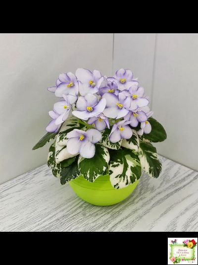 Н-Горный Воздух (Н. Бердникова) 2018