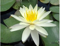 Нимфея Шарлин Строун