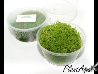 Риччия плавающая (Riccia fluitans)