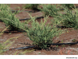 Можжевельник Виргинский Хетц - Virginiana Hetz
