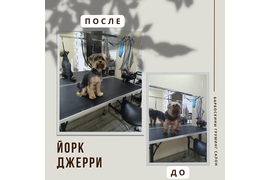 Йорк ДЖЕРРИ