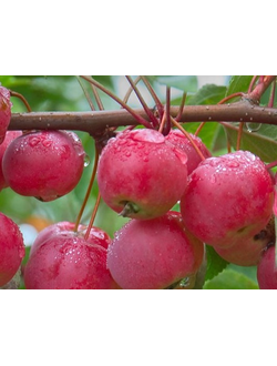 Яблоня колоновидная Ренет Рошет (летняя), ЗКС
