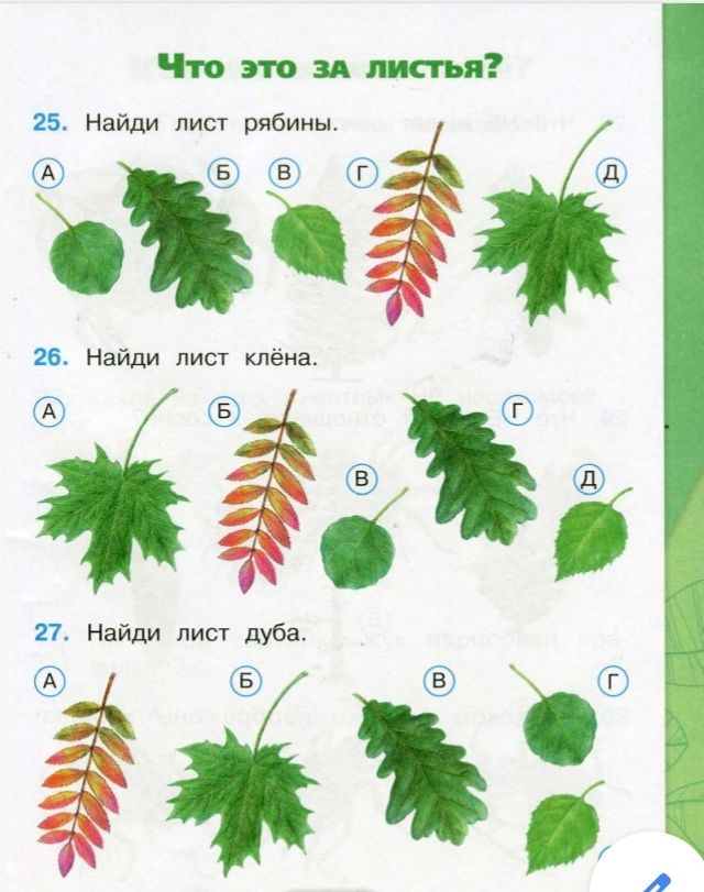 Листья деревьев презентация для 1 класса. Листья 1 класс. Окружающий мир 1 класс тема листья. Окружающий мир 1 класс тема листья. Листья 1 класс.