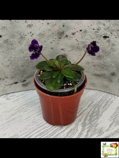 Hunter's Black Talon (K. Muzalewski)