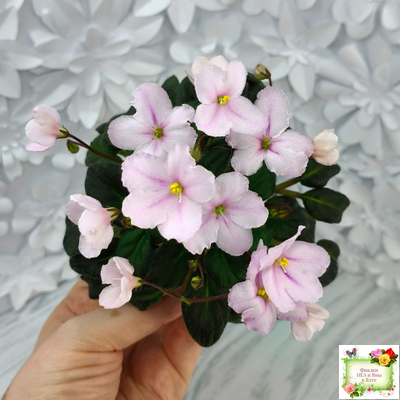 LV-Есть Время (Л. Шевелева) 2025 г. трейлер (пасынок посажен 20.01.26)