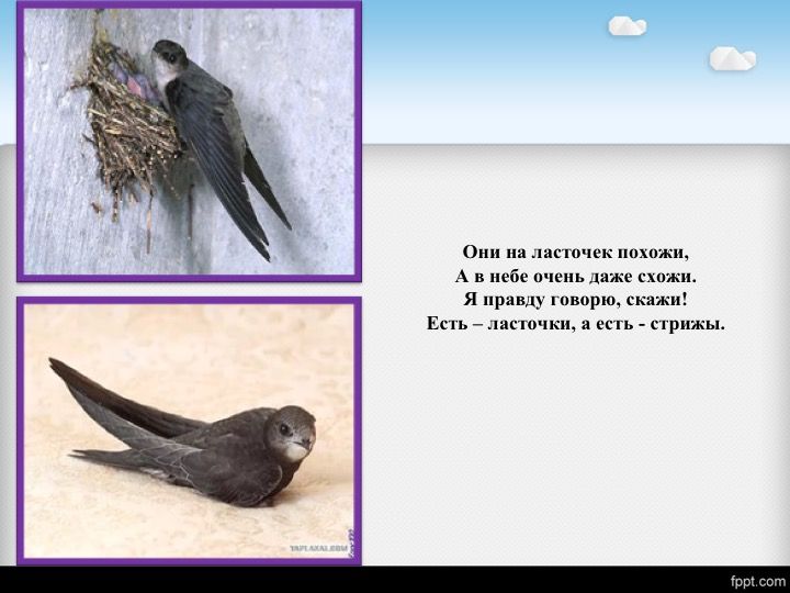 деревенская ласточка молодая. ласточка. описание ласточки. городская ласточка воронок гнездо. городская ласточка птенец.