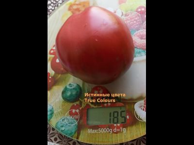 Томат Истинные цвета (True Colours), Канада