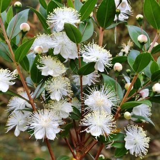 Мирт (Myrtus communis) красный, листья (5 мл) - 100% натуральное эфирное масло