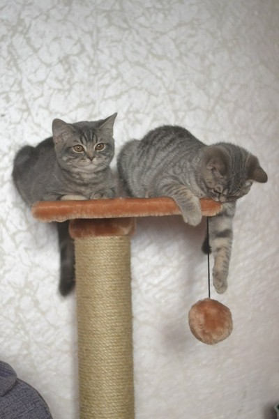 Домик для кошки Любимый №041