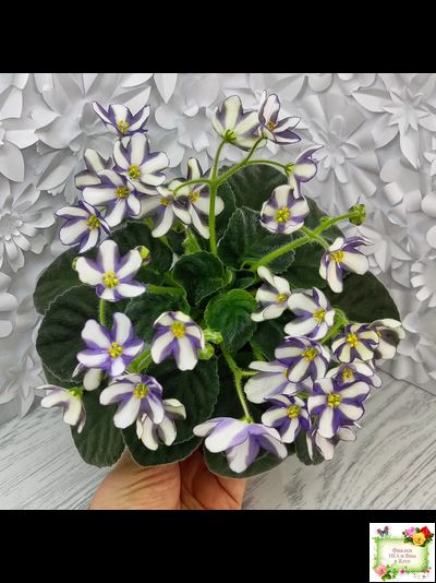 7 Белок (Калгины) химера (стартер сорт)