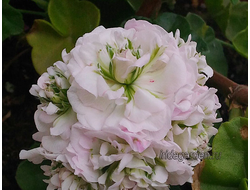 Пеларгония PAC Viva Carolina