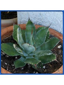 Agave hurteri