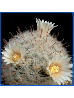 Mammillaria pennispinosa