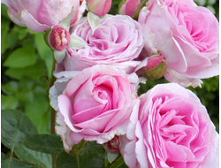 Гита Ренессанс (Ghita Renaissance)