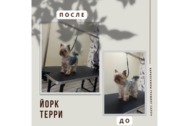 Йоркширский терьер ТЕРРИ