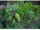 Сосна обыкновенная (Pinus sylvestris), лапки (10 мл) - 100% натуральное эфирное масло