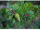 Сосна обыкновенная (Pinus sylvestris), лапки (5 мл) - 100% натуральное эфирное масло