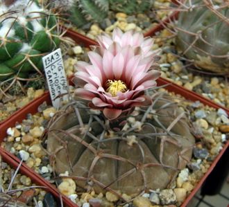 Gymnocalycium riojense v.sanjuanense VG-1051 - 5 семян