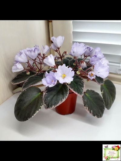 Rob&#039;s Pewter Bells (R. Robinson) 07/06/1992