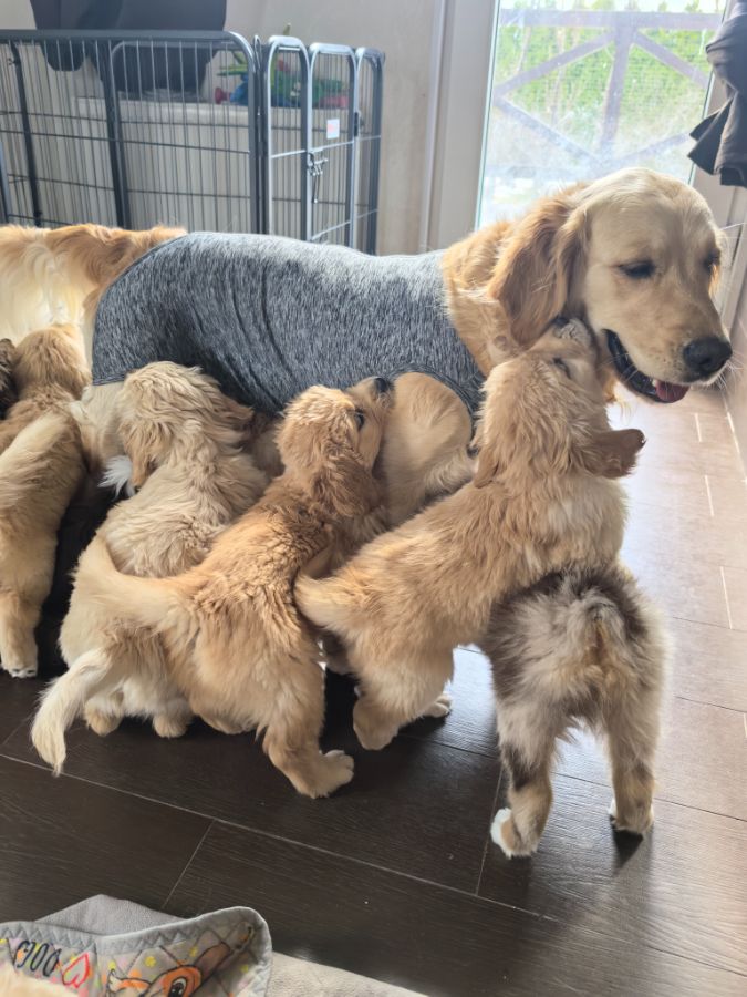 Заботливая мамка и нянька