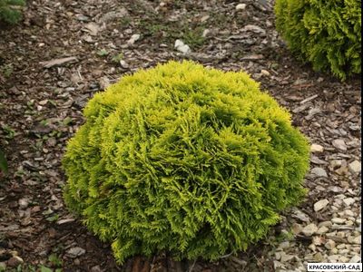 Туя Марьям - Mirjam