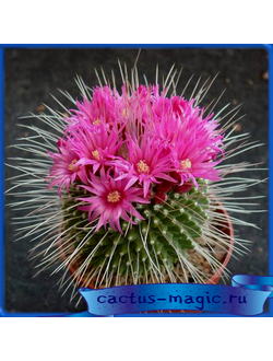 Mammillaria spinosissima cv. 'Un Pico'