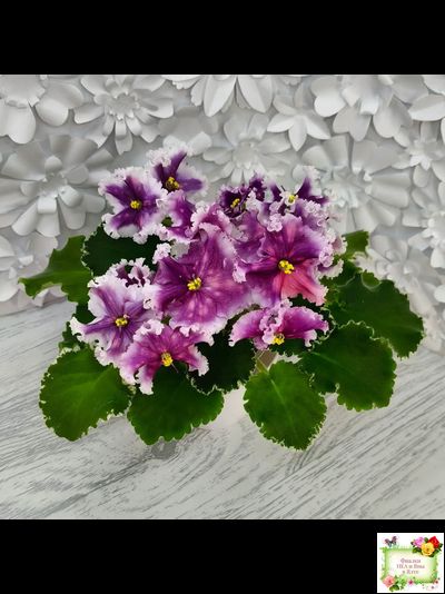 МТ-Сладкая Фантазия (М. Тотиева) 2022 г. (лист с детками укоренённый)