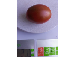 Томат Черный мавр