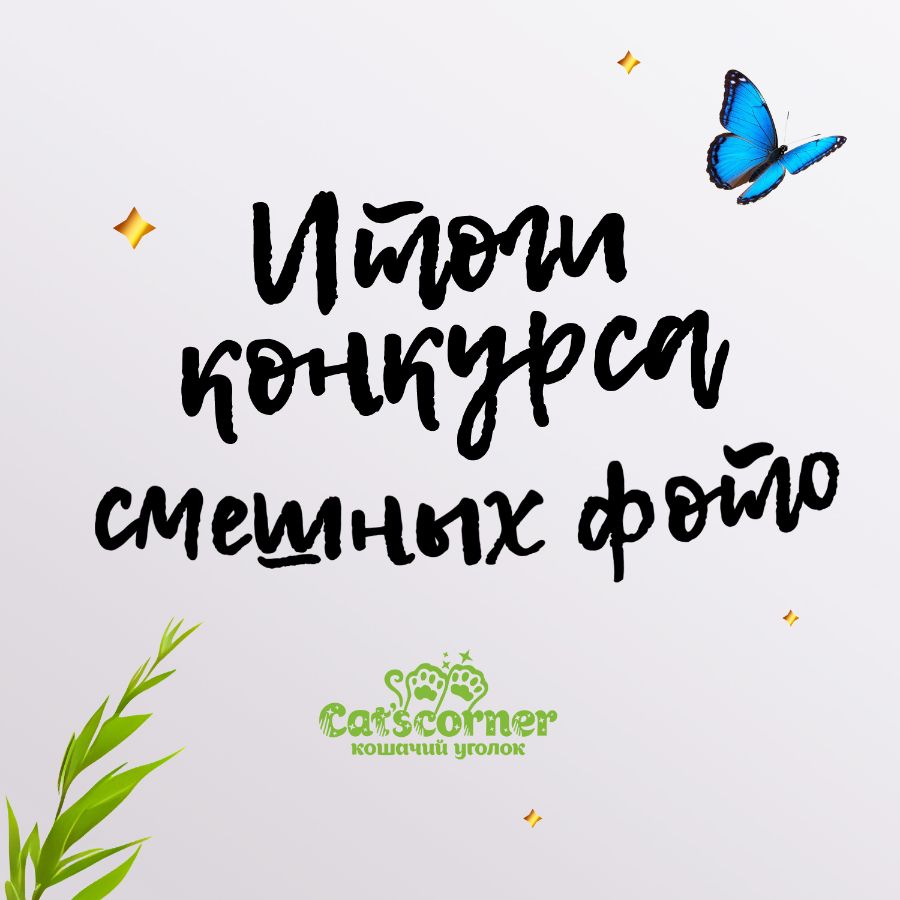 Итоги конкурса "Cat'scorner Кошачий уголок" на самое смешное фото котика
