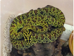 Куфия Джердона (Protobothrops jerdonii)