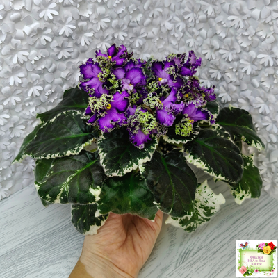 ЛЕ-Галатея Люкс (Е. Лебецкая) 2019 г. (лист укоренённый)