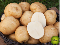 КАРТОФЕЛЬ СЕМЕННОЙ СУПЕР ЭЛИТА "ЛОРХ" (САМОЕ ВЫСОКОЕ СОДЕРЖАНИЕ КРАХМАЛА) 2 кг