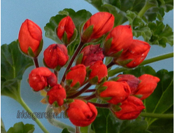 Пеларгония Conny