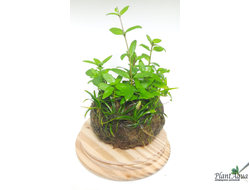 Кочка питательная Ваби-Куса