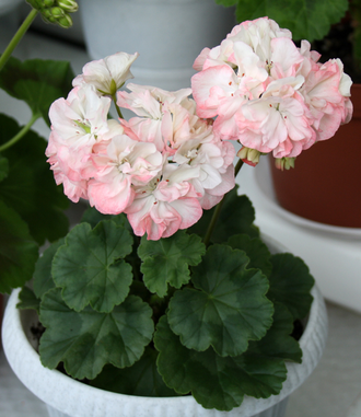 Jip's Rosy Glow - пеларгония миниатюрная зональная - описание сорта, фото - купить черенки почтой